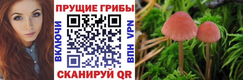 Купить закладки  Урай  Псилоцибиновые грибы Psilocybine cubensis 